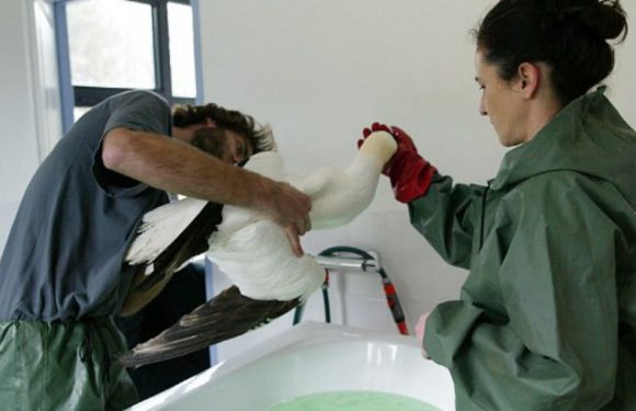 Naufrage du Grande America: «Les oiseaux prennent tout ce qui est flottant pour de la nourriture», explique la LPO en Gironde