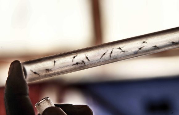 Moustiques: Un médicament rend notre sang mortel et pourrait aider dans la lutte contre le paludisme