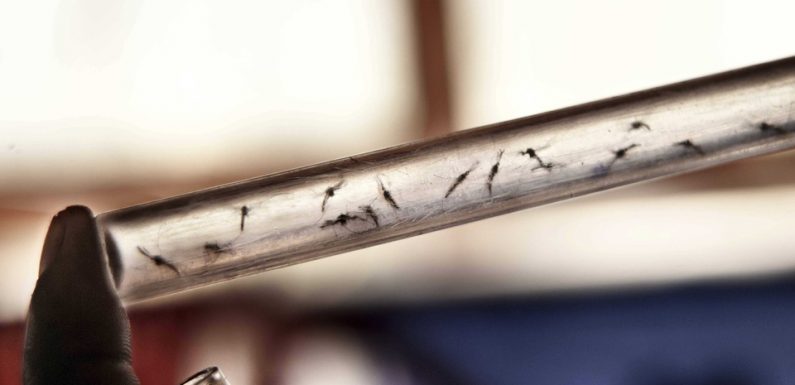Moustiques: Un médicament rend notre sang mortel et pourrait aider dans la lutte contre le paludisme