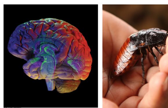 AUDIO: «Minute Papillon!» sciences: Mini-cerveau de la taille d’une blatte et âge de votre cervelle