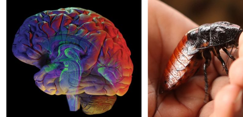 AUDIO: «Minute Papillon!» sciences: Mini-cerveau de la taille d’une blatte et âge de votre cervelle