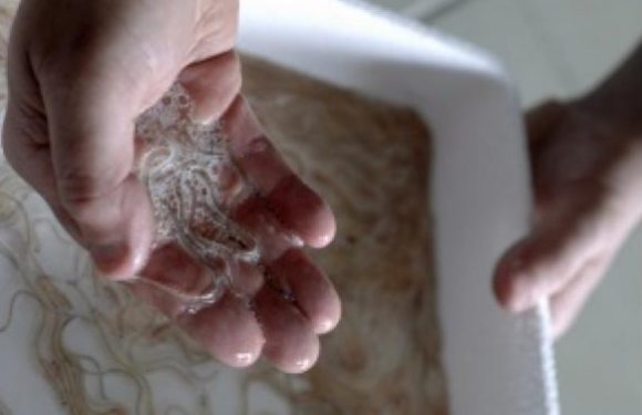 Gironde: Le trafic international de civelles partait du Médoc