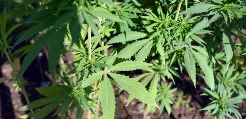 Lens: 800 pieds de cannabis découverts dans une maison à Harnes