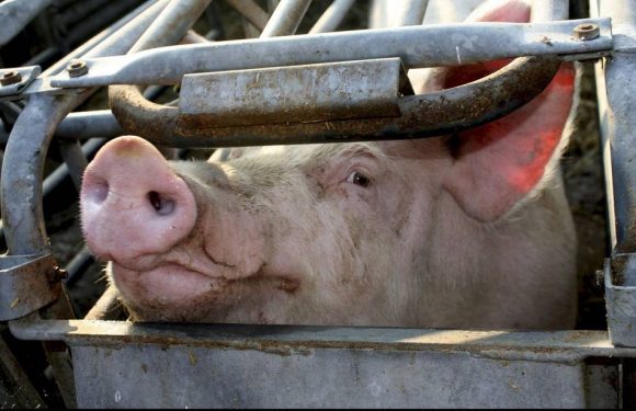 Hautes-Pyrénées: Le préfet donne son feu vert à un projet très contesté de porcherie industrielle