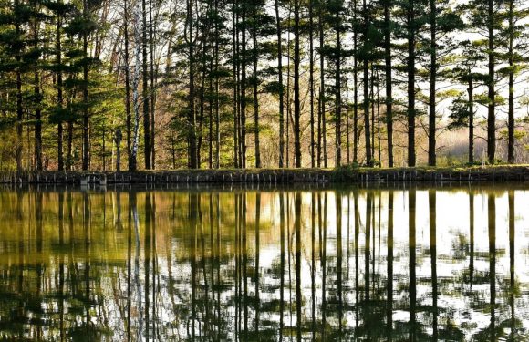 Toucher, gravité, perception dans l&rsquo;espace… L&rsquo;«intelligence» des arbres décryptée par les chercheurs