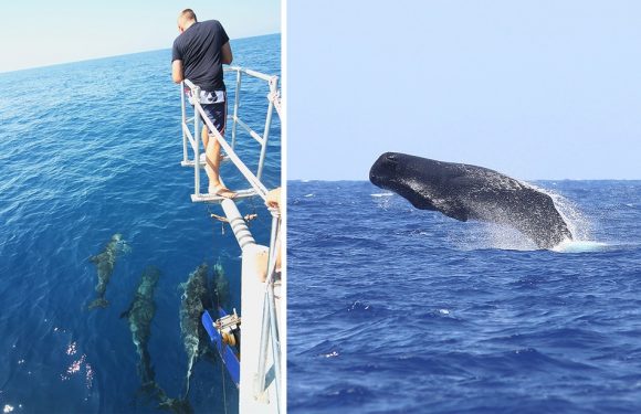 VIDEO. Méditerranée: «Le plastique menace partout», le constat alarmant d’une campagne inédite de recensement des cétacés