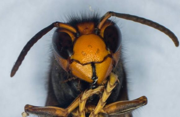 Loire-Atlantique: Le frelon asiatique est de retour avec les beaux jours