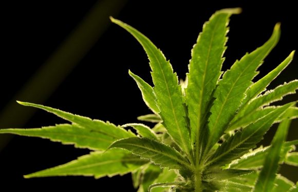 Roubaix: 3.300 pieds de cannabis saisis par la police