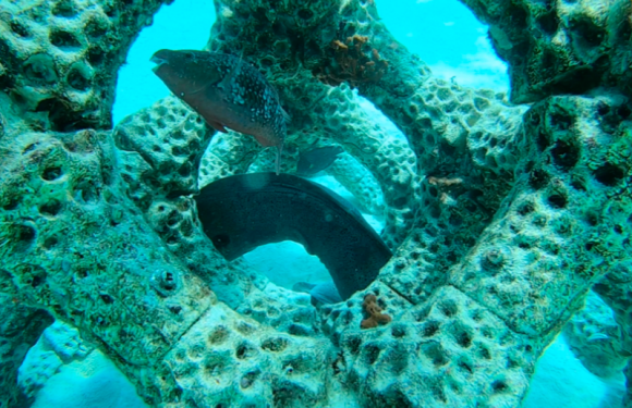 Australie : des récifs imprimés en 3D pour accueillir des coraux et des espèces marines