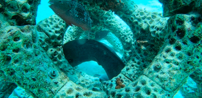 Australie : des récifs imprimés en 3D pour accueillir des coraux et des espèces marines
