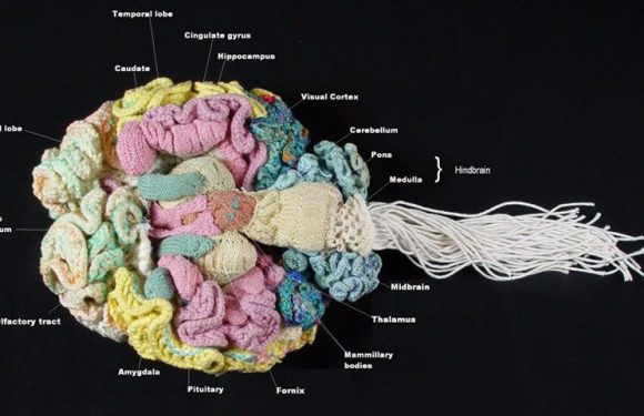 Behold an Anatomically Correct Replica of the Human Brain, Knitted by a Psychiatrist