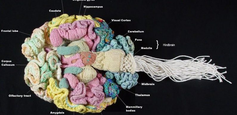 Behold an Anatomically Correct Replica of the Human Brain, Knitted by a Psychiatrist