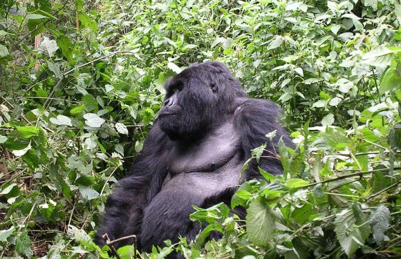 Nos smartphones auront-ils la peau du gorille de Grauer ?