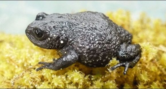 Les grenouilles du monde entier décimées par une bactérie mortelle