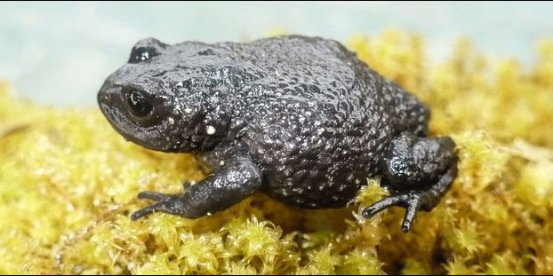 Les grenouilles du monde entier décimées par une bactérie mortelle