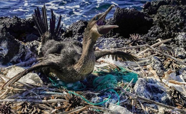 Un monstre au paradis: le plastique menace toute vie aux Galapagos