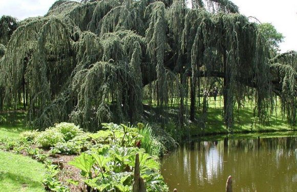 En 1881, Zola se souvient des dimanches de printemps avec son ami Cézanne