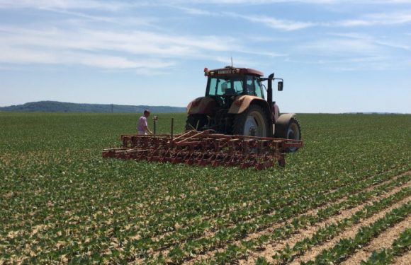Le « sans résidus de pesticides », la nouvelle tendance de l&rsquo;agroalimentaire adoptée par Bonduelle
