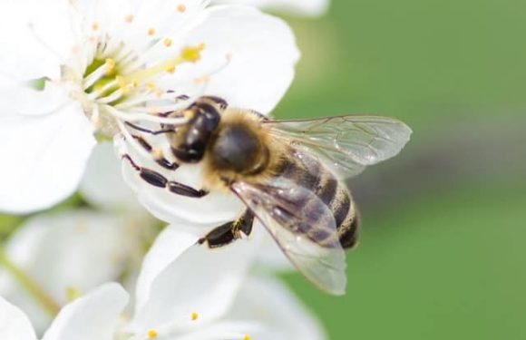 Voici une solution pour aider les abeilles même si tu es en ville