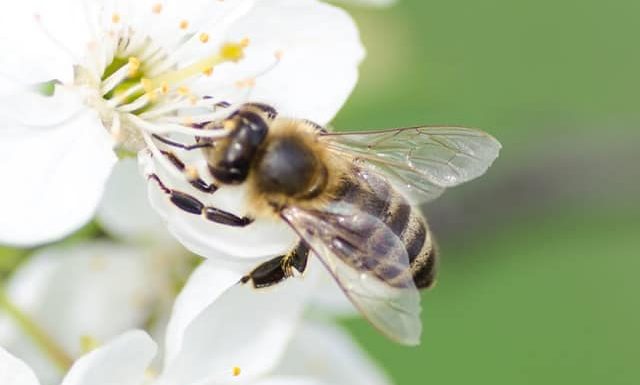Voici une solution pour aider les abeilles même si tu es en ville