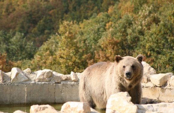 Dans les Balkans, ours et humains réapprennent à vivre ensemble