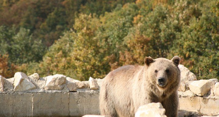 Dans les Balkans, ours et humains réapprennent à vivre ensemble