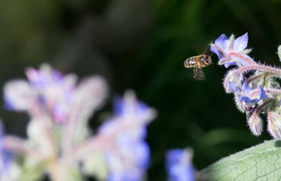 60 % des animaux sauvages disparus en 40 ans : le rapport Planète Vivante pointe le rôle de l’Homme