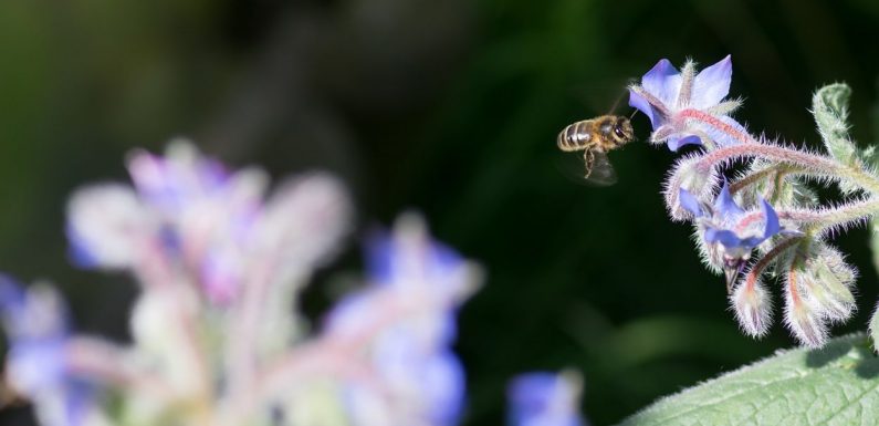 60 % des animaux sauvages disparus en 40 ans : le rapport Planète Vivante pointe le rôle de l’Homme