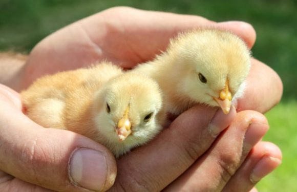 La Suisse va interdire le broyage des poussins vivants dans les exploitations