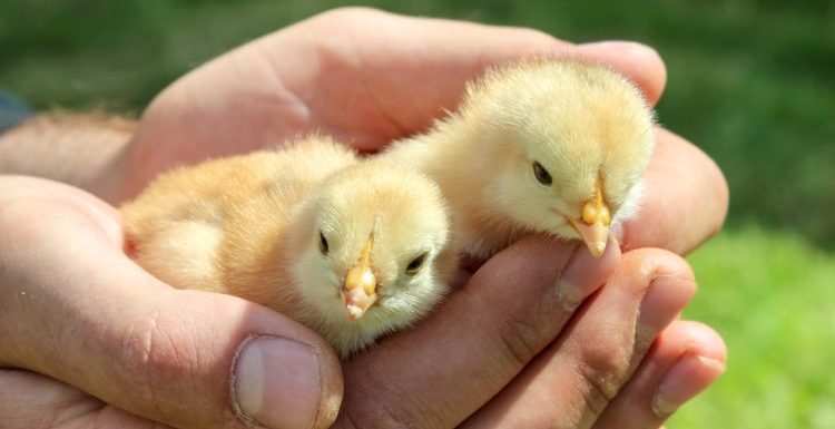 La Suisse va interdire le broyage des poussins vivants dans les exploitations