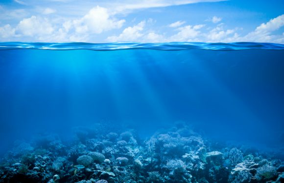 [Science] Invisible pour l’Homme, les canicules marines dévastent déjà la faune