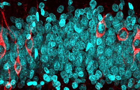 Le cerveau continue de produire des neurones après 90 ans