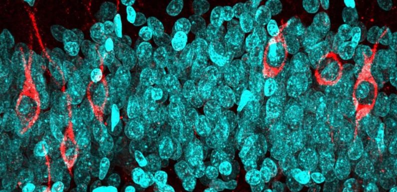 Le cerveau continue de produire des neurones après 90 ans
