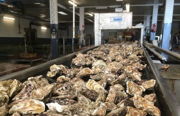 Les huîtres de Cancale candidates au patrimoine culturel immatériel de l&rsquo;UNESCO