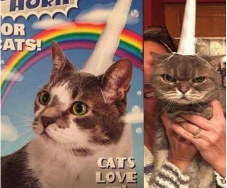 The left can’t meme ou la tragi-comédie de la gauche sur internet