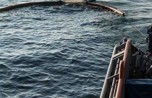 Naufrage du « Grande America » : deux oiseaux souillés aux hydrocarbures retrouvés dans la région