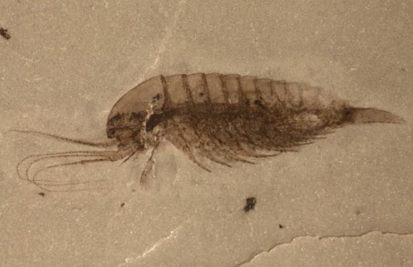 Des fossiles de 500 millions d&rsquo;années découverts en Chine fascinent les scientifiques