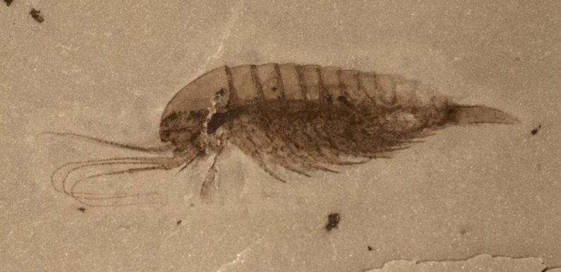 Des fossiles de 500 millions d’années découverts en Chine fascinent les scientifiques