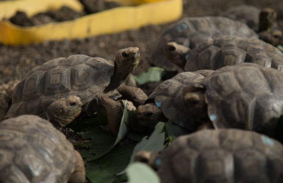 Equateur: 155 tortues géantes repeuplent une île des Galapagos