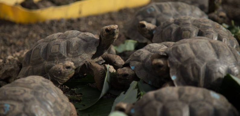 Equateur: 155 tortues géantes repeuplent une île des Galapagos