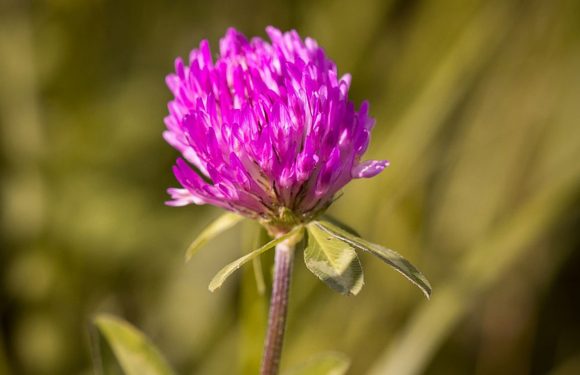 Un apiculteur déclenche une impressionnante chaîne humaine de compassion pour secourir les abeilles