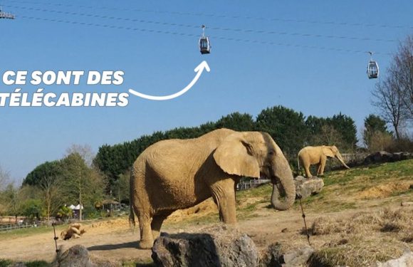 Au zoo de Beauval, la visite pourra désormais se faire dans les airs