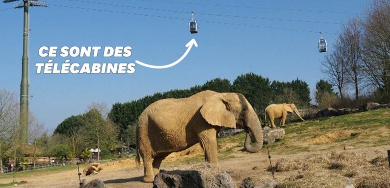 Au zoo de Beauval, la visite pourra désormais se faire dans les airs