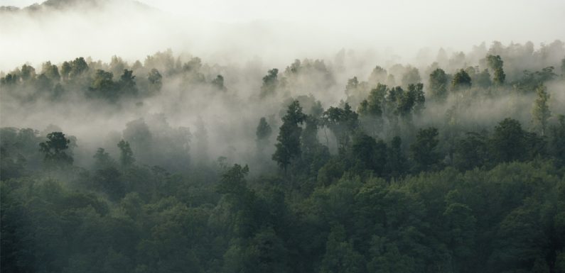 Climat : La forêt amazonienne déclenche sa propre pluie