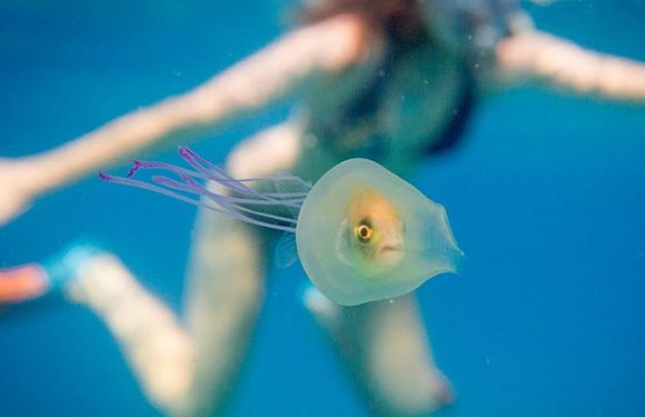 Clever fish dons jellyfish for ultimate suit of armor