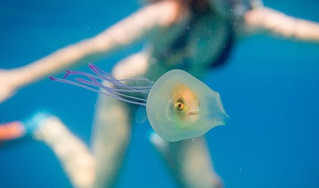 Clever fish dons jellyfish for ultimate suit of armor