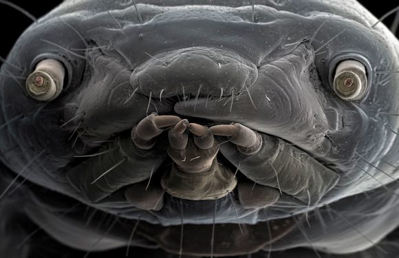 Ces photographies extraordinaires dévoilent le monde caché des insectes