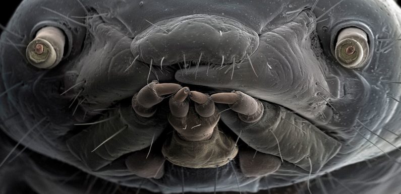 Ces photographies extraordinaires dévoilent le monde caché des insectes