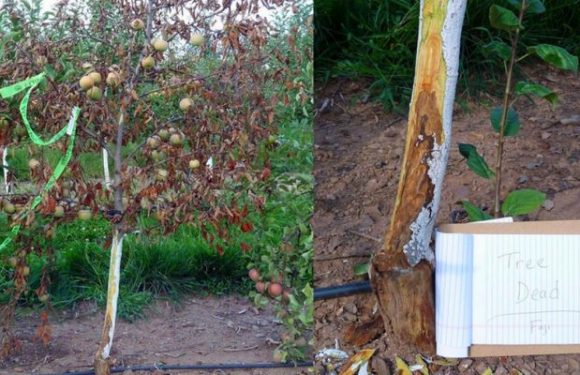 Les pommiers meurent en masse aux États-Unis, et les scientifiques ne savent pas pourquoi…