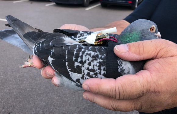 Des pigeons munis de sacs à dos recueillent des données climatiques